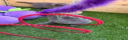 British Shorthair cats for sale: Beautiful British Shorthair kittens  - Advert 5