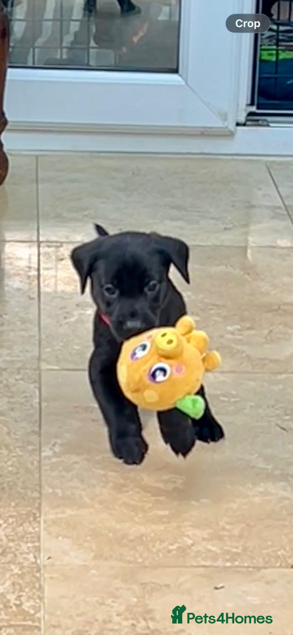 Labrador Retriever dogs KC registered Labradors - Advert 1