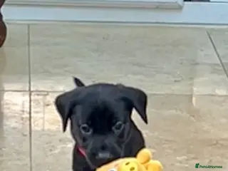 Labrador Retriever dogs KC registered Labradors - Advert 1