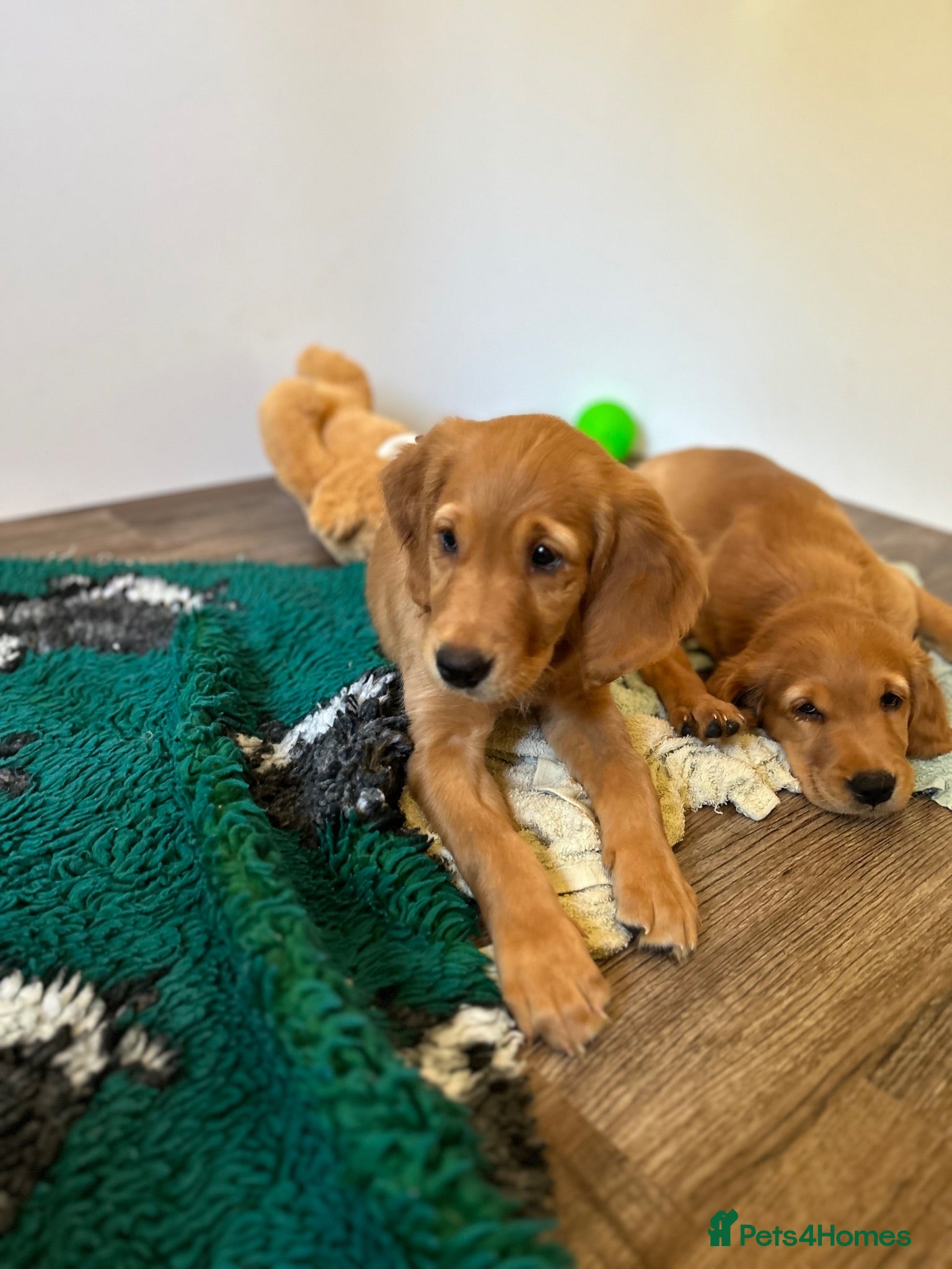 Golden Retriever dogs  Beautiful red golden retriever Girl puppy  - Advert 2