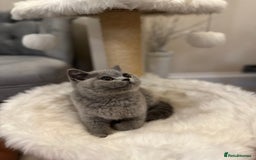 British Shorthair cats for sale: Lilac,Blue,BiColours & Colourpoint Registered  - Image 11