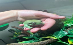 Frog reptiles for sale: Three whites tree frogs including terrarium  - Image 4