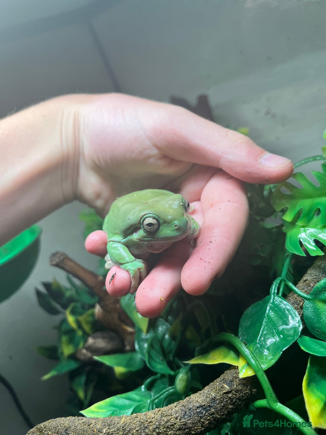 Frog reptiles for sale: Three whites tree frogs including terrarium  - Image 4