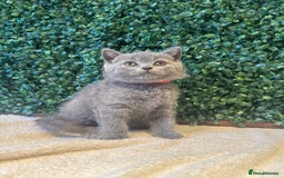British Shorthair cats for sale: 💕British Shorthair Blue Kittens💕 - Image 19