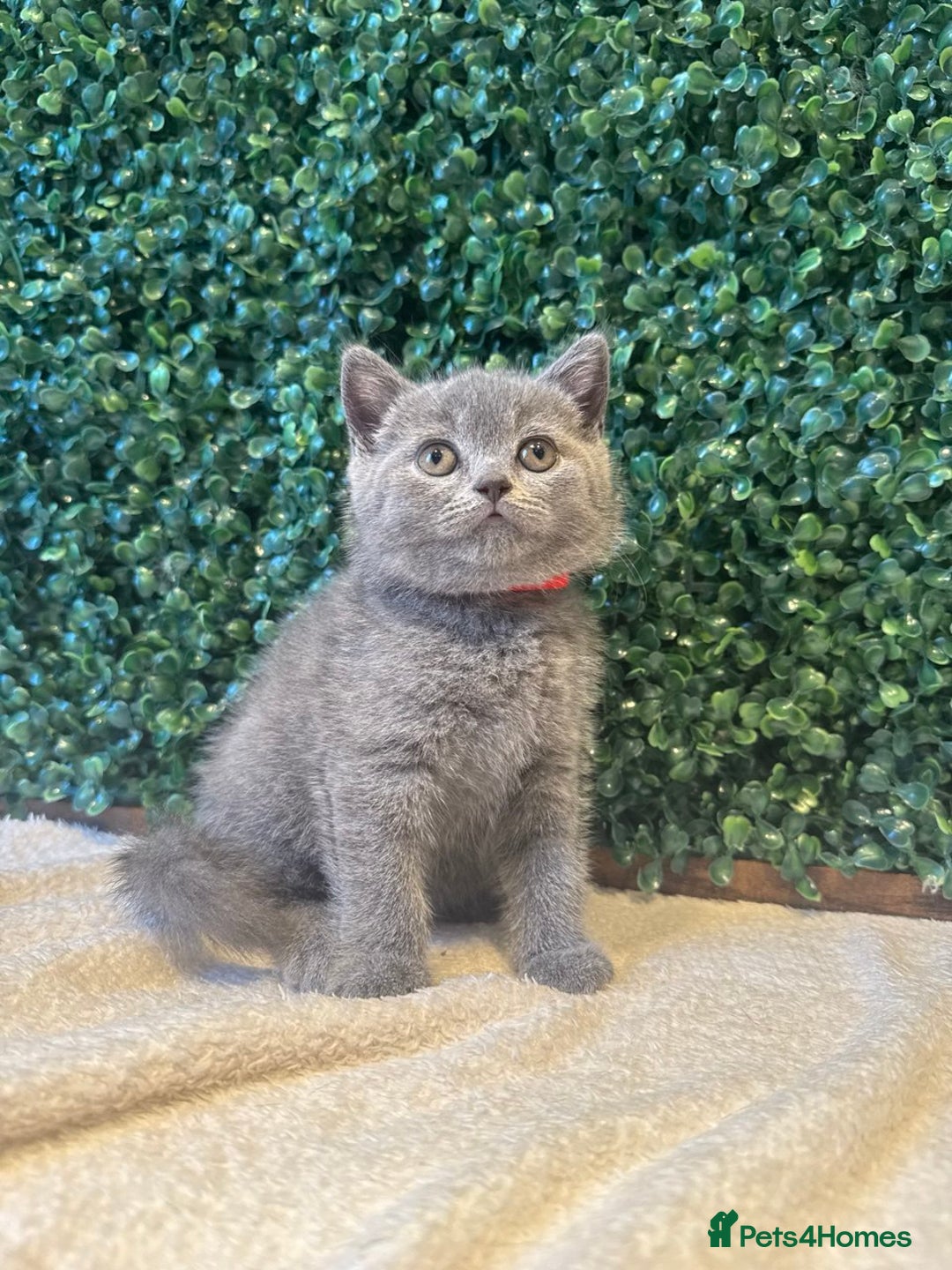 British Shorthair cats for sale: 💕British Shorthair Blue Kittens💕 - Image 19