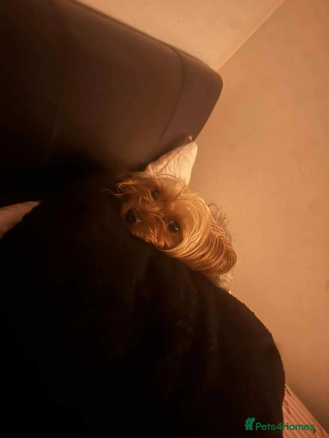 Yorkshire Terrier dogs for sale: yorkshire terrier and baby boy - Advert 4