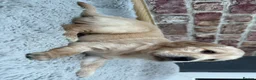 Golden Retriever dogs for sale: 1 Beautiful Golden Retriever Girl Left 😍🩷 - Advert 33
