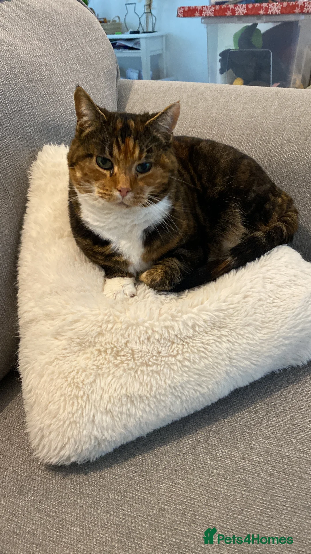 Mixed Breed cats for sale: Loving Home Wanted for 13 Year Old Cat - Advert 5