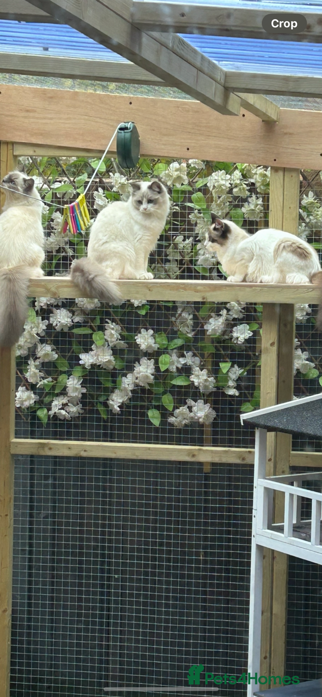 Ragdoll cats for sale: Ragdolls 2 stunning girls  - Image 5