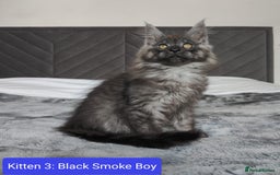 Maine Coon cats for sale: European Maine coon Kittens - Image 10