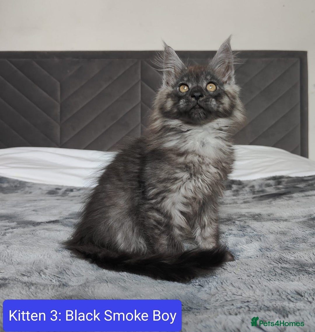 Maine Coon cats for sale: European Maine coon Kittens - Image 10