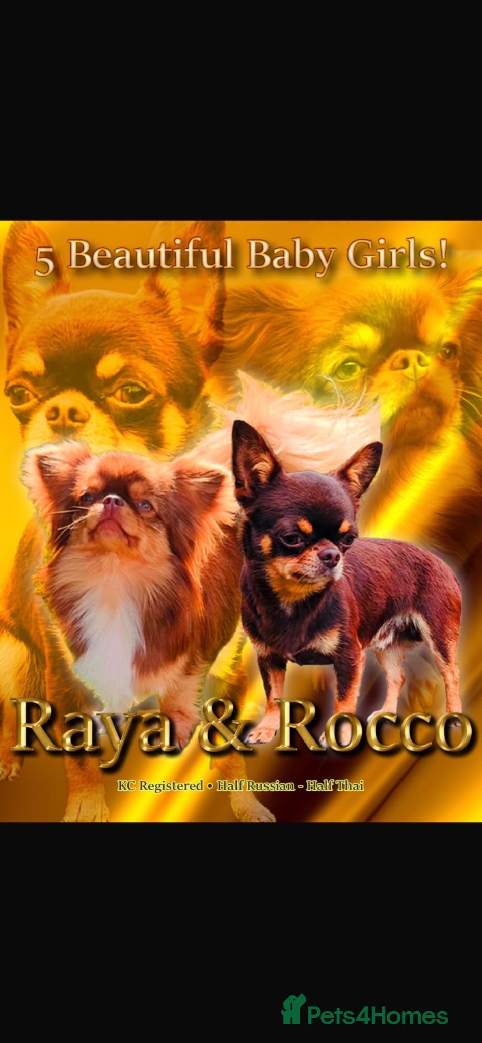 Chihuahua dogs Xx Quality Thai/Russian chihuahuas Xx - Advert 1
