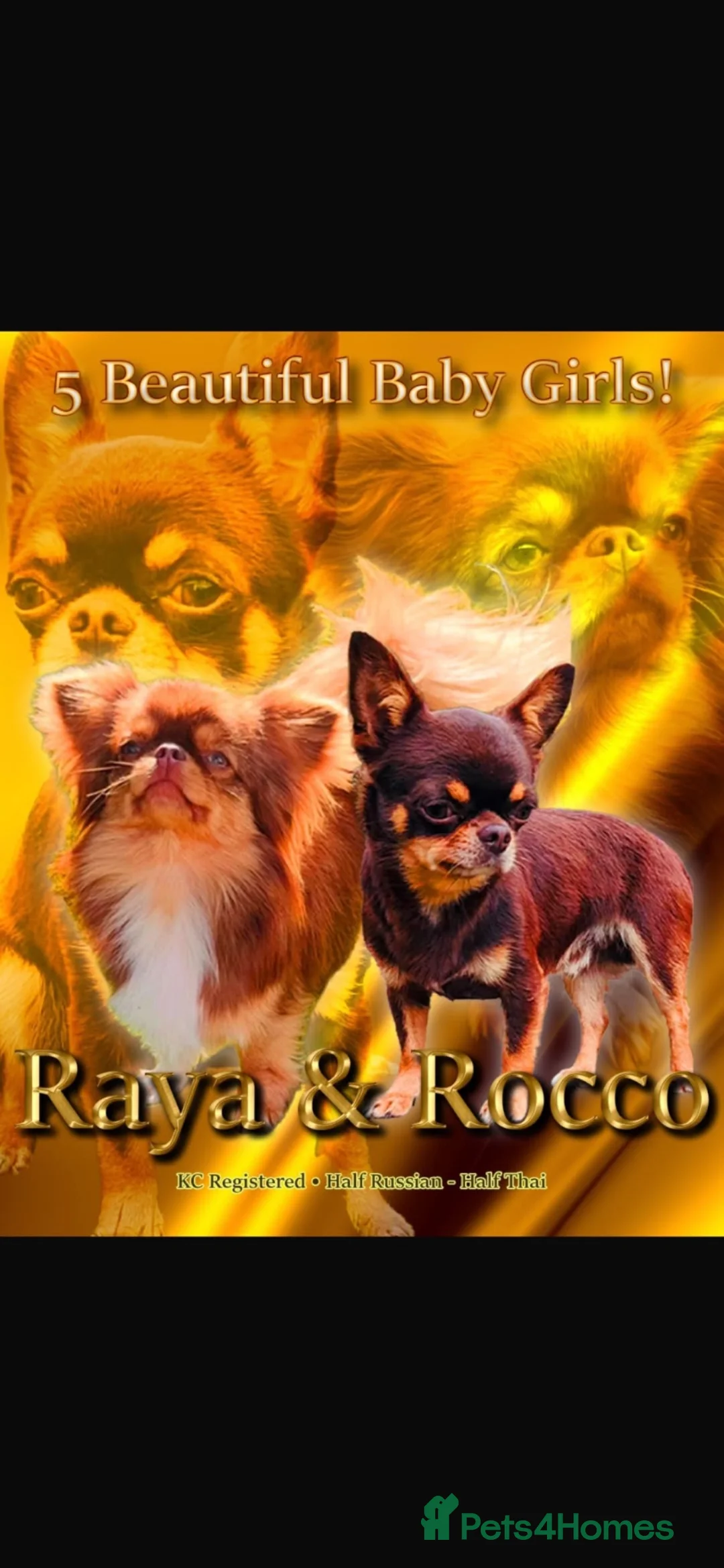 Chihuahua dogs for sale: Xx Quality Thai/Russian chihuahuas Xx - Advert 1