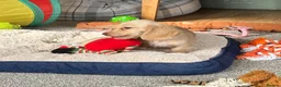 Dachshund dogs for sale: Stunning longhaired creams and shaded cream pups - Advert 7