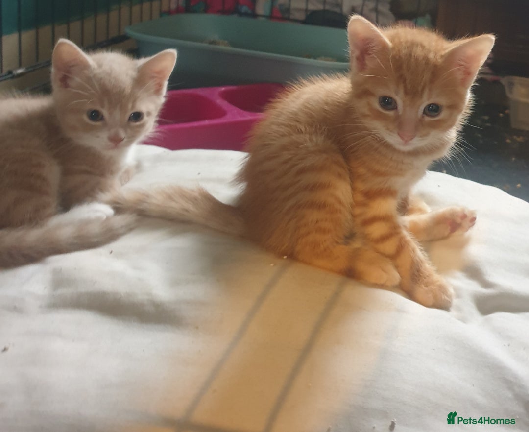Domestic Shorthair cats for sale: 2 gorgeous ginger boys - Advert 1