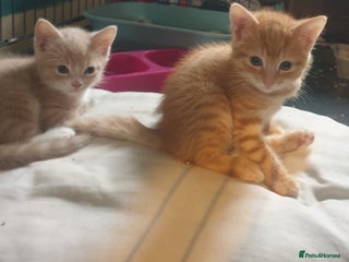 Domestic Shorthair cats 2 gorgeous ginger boys - Advert 2