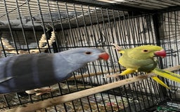 Ringnecks birds for sale: Ring necks for sale different colours  - Image 6