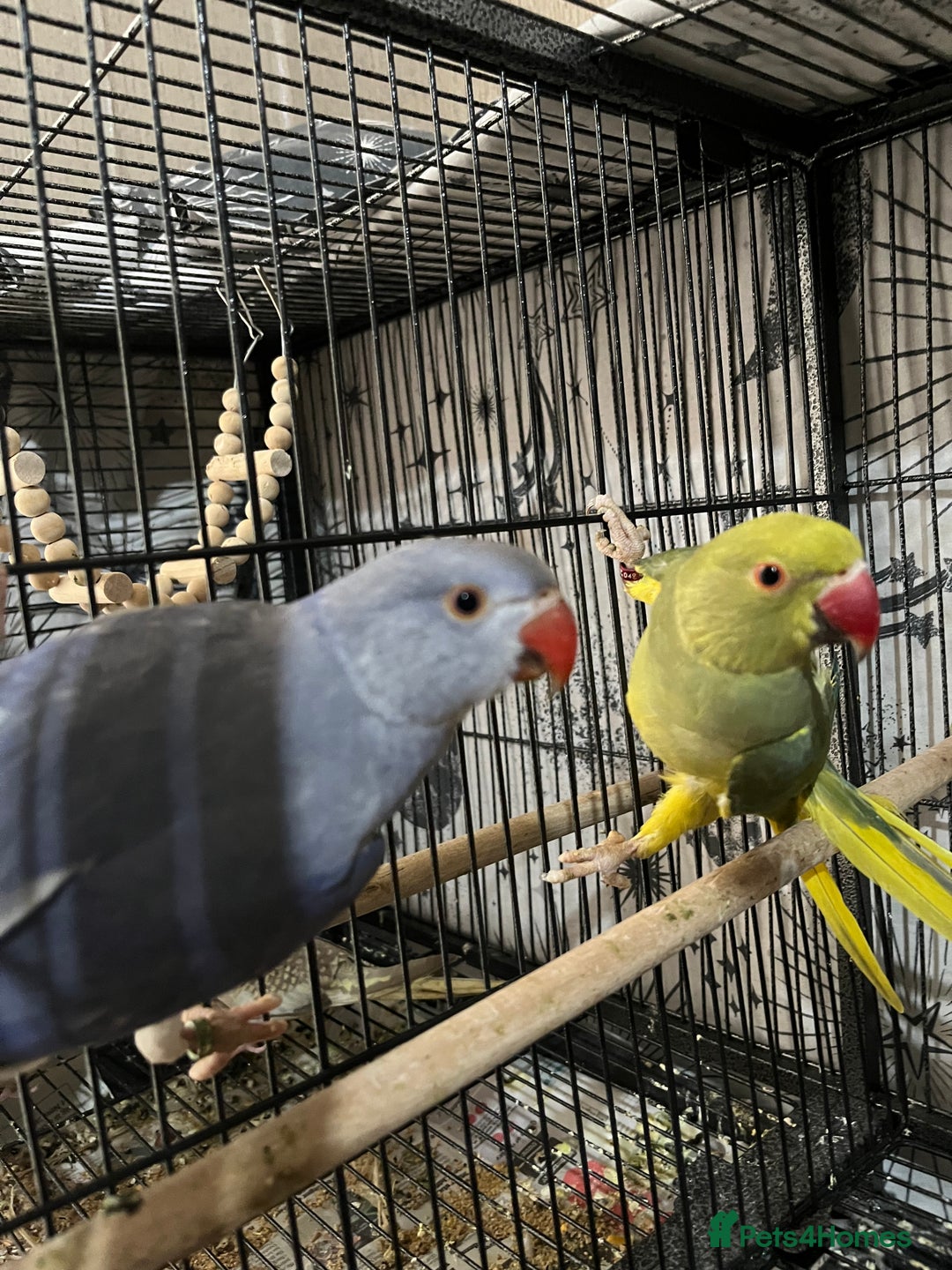 Ringnecks birds for sale: Ring necks for sale different colours  - Image 6