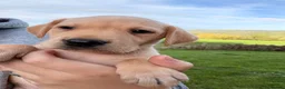 Labrador Retriever dogs for sale: Stunning litter of lab puppies for new homes🏡💙🩷 in Meifod - Advert 4