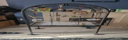Budgerigars birds for sale: Pair of budgies.  (With solid cage) in South Shields - Advert 2