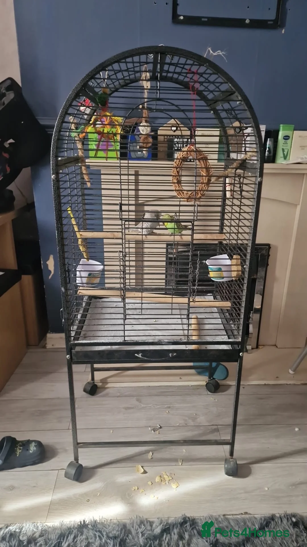 Budgerigars birds for sale: Pair of budgies.  (With solid cage) in South Shields - Advert 2