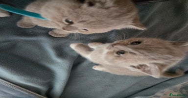 British Shorthair cats - Advert 8