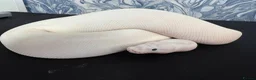 Python Snake reptiles for sale: Ball pythons for sale.  - Advert 5