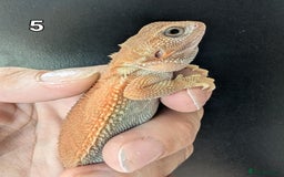 Bearded Dragon reptiles for sale: Witblits Bearded Dragon Babies ready now  - Image 14