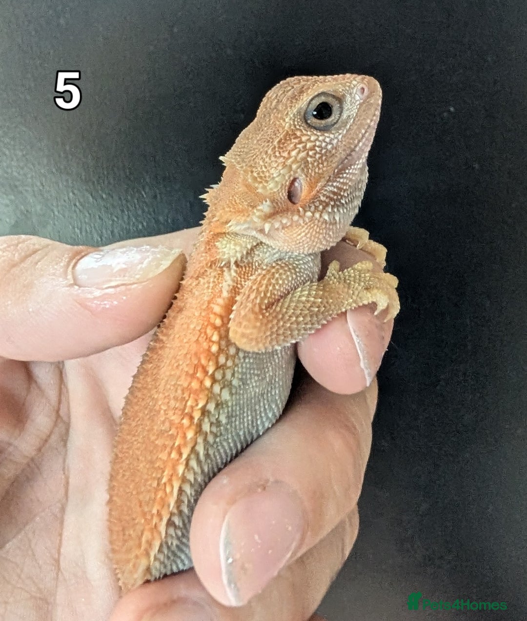 Bearded Dragon reptiles for sale: Witblits Bearded Dragon Babies ready now  - Image 14
