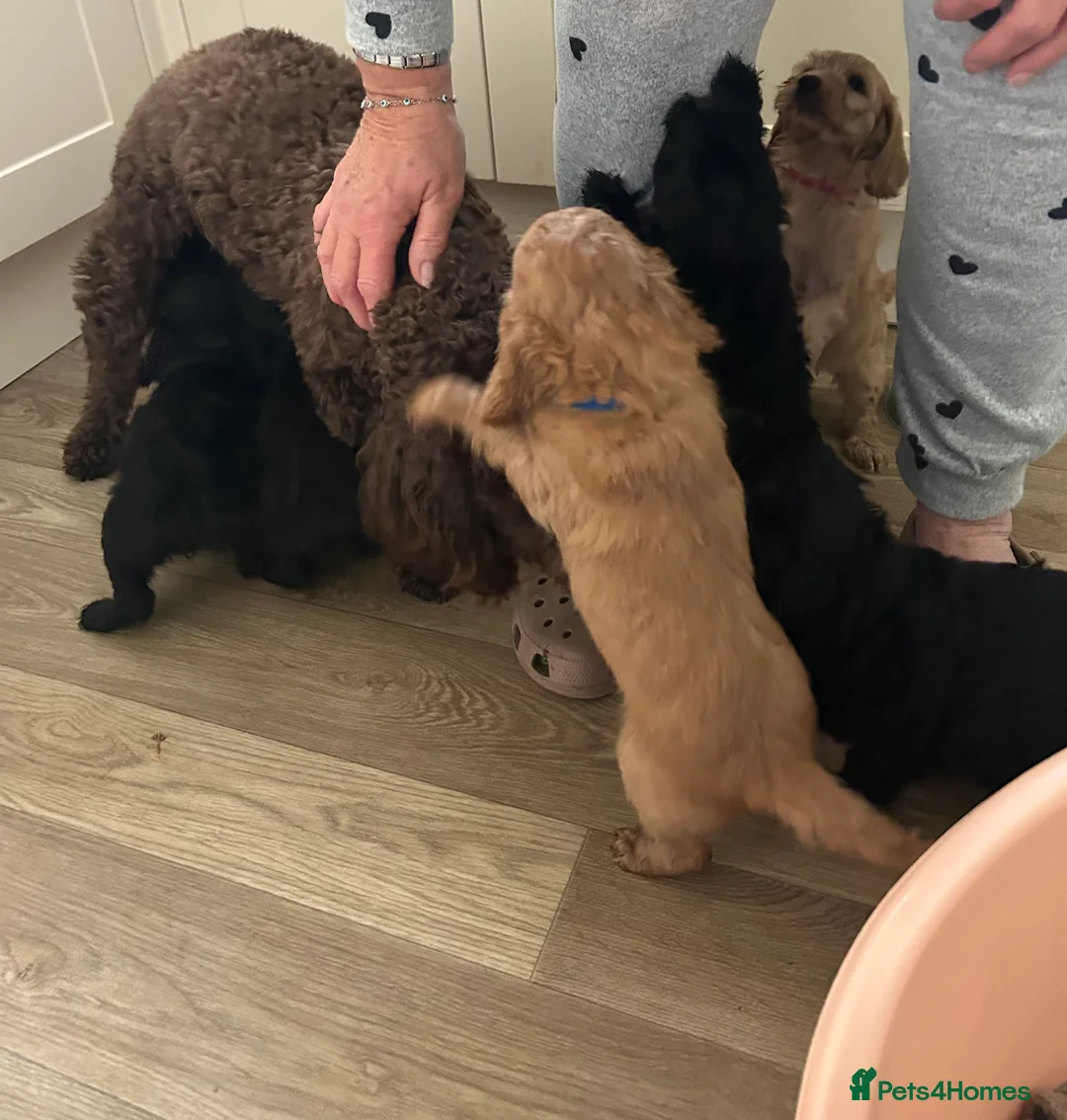 Cockapoo dogs for sale: Cockapoo F2 ready 17th February  - Advert 3