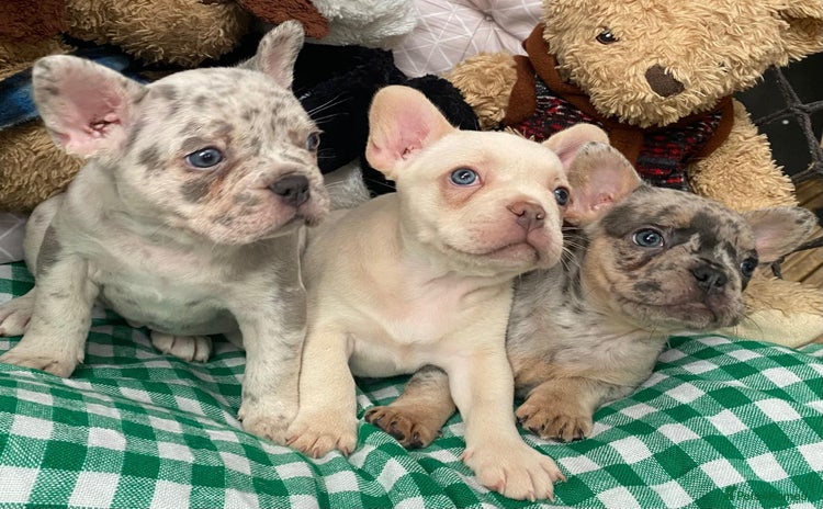 French Bulldog dogs - Advert 1