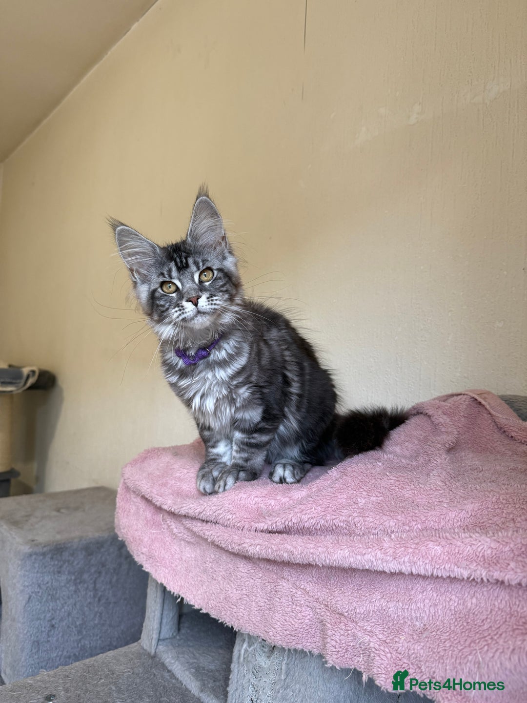 Maine Coon cats for sale: Pedigree GCCF Russian Import line Maine Coons - Image 20