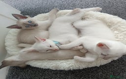 Siamese cats for sale: cuddliest boy ever is looking for home - Image 5