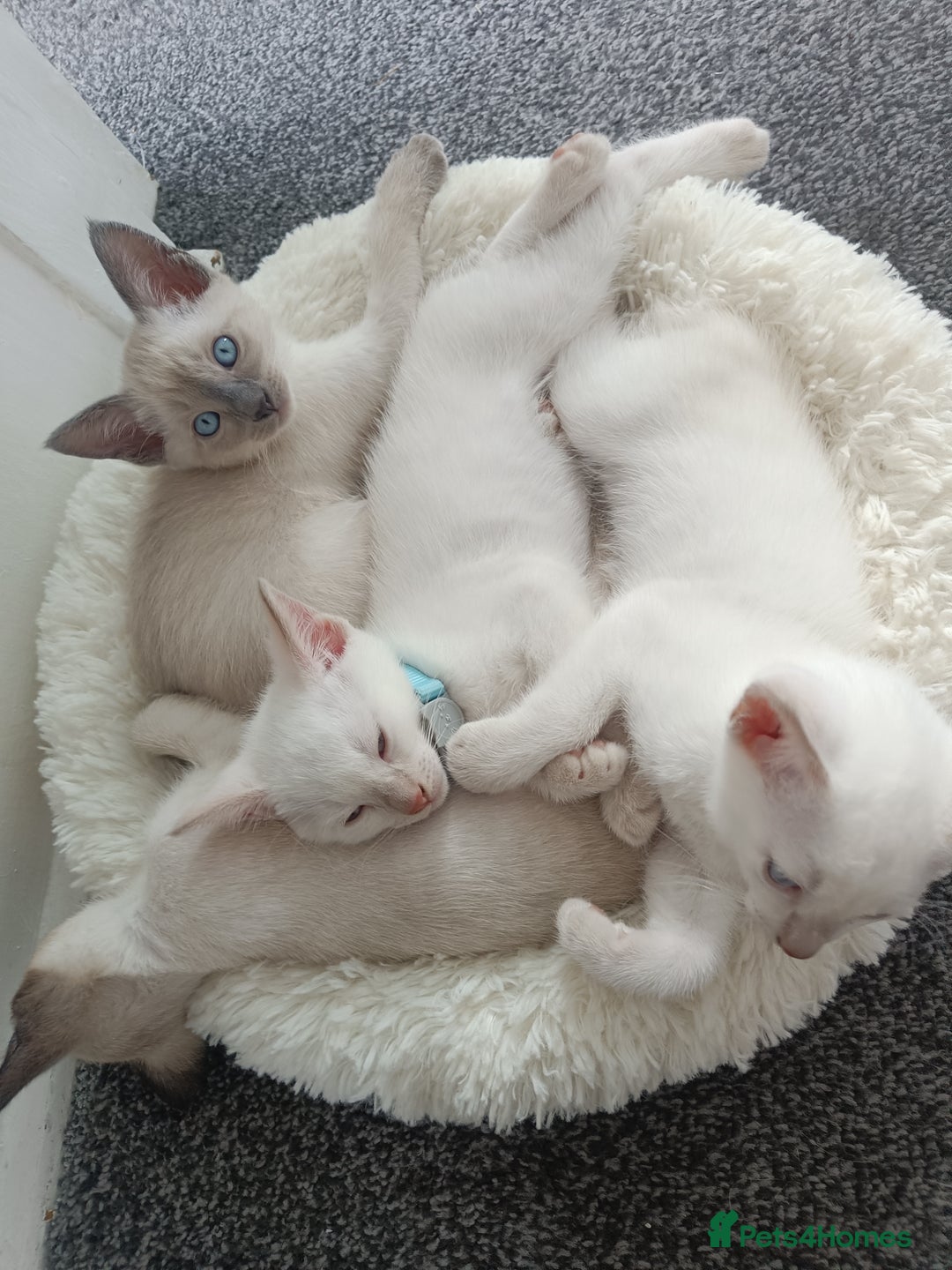 Siamese cats for sale: cuddliest boy ever is looking for home - Image 5