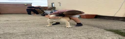 Boerboel dogs for sale: Aggie very very sad sale  in Wingate - Advert 7