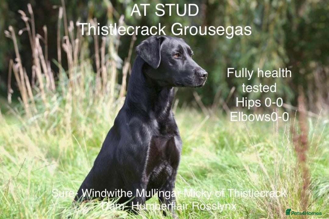 Labrador Retriever dogs for stud: At Stud Thistlecrack Grousegas Hip 0-0 Elbows 0-0 in Lymington - Image 1