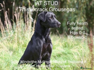 Labrador Retriever dogs in Lymington - Advert 24