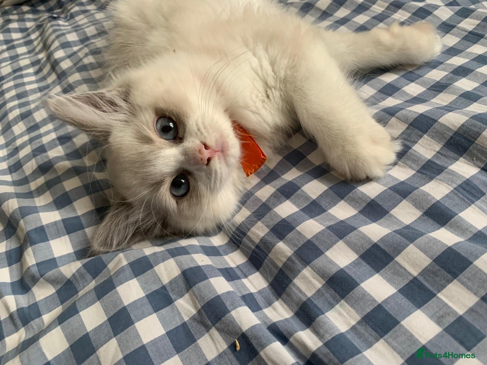 Ragdoll cats adorable  kittens ready to go home 28th April  - Advert 16