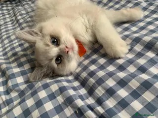 Ragdoll cats adorable kittens ready to go home 28th April - Advert 16