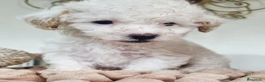 Maltipoo 1