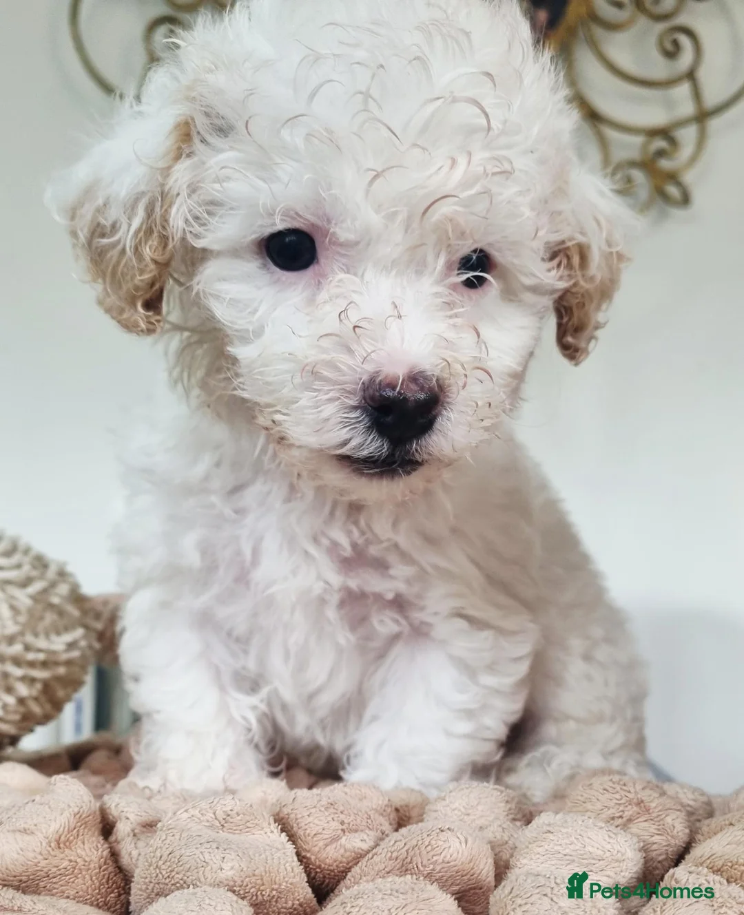 Maltipoo dogs for sale: Maltipoo's  in Romford - Advert 18