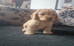 Cockapoo dogs for sale: Beautiful F2B Cockapoo puppies - Image 6