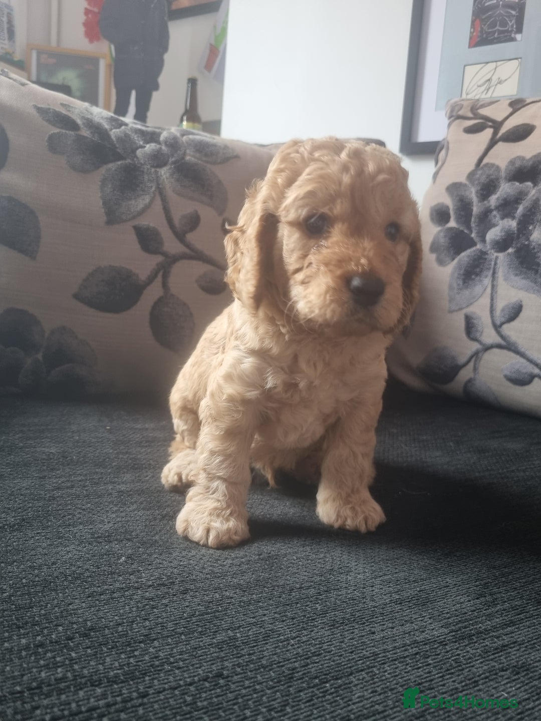 Cockapoo dogs for sale: Beautiful F2B Cockapoo puppies - Image 6