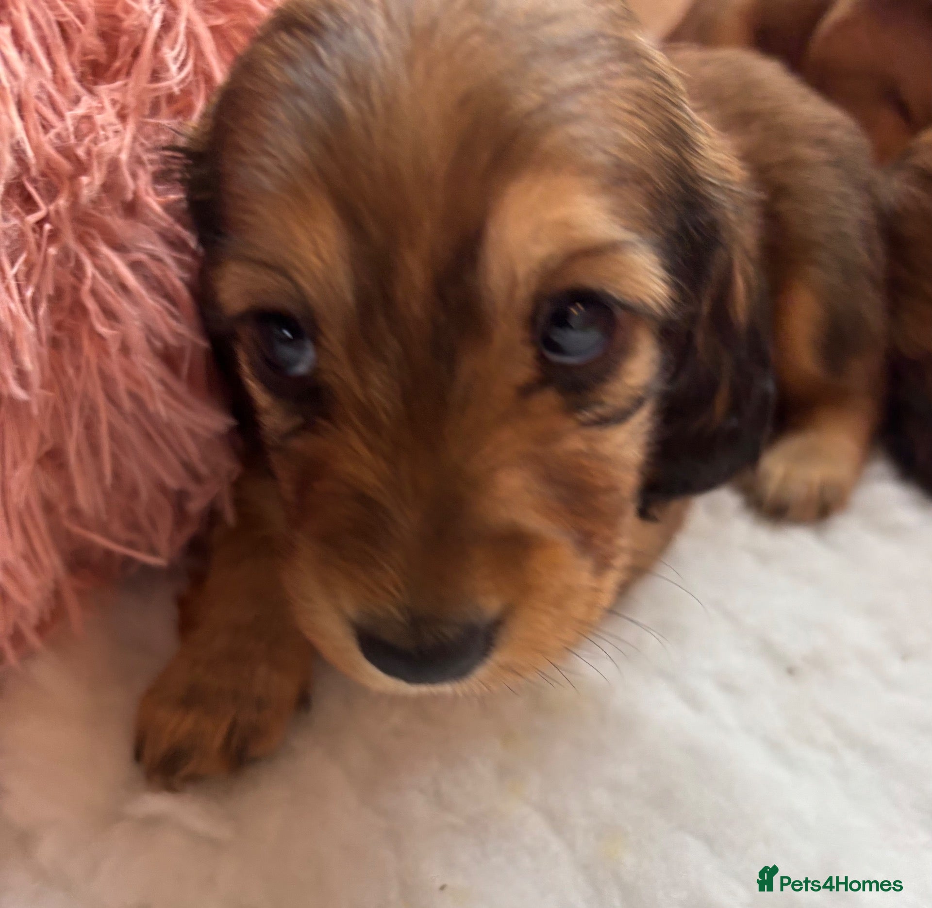 Miniature Dachshund dogs 2 beautiful tiny girls left  - Advert 1