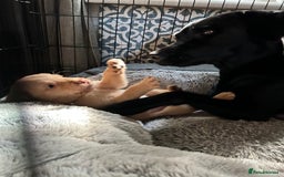 Labrador Retriever dogs for sale: Beautiful Labrador puppies 4 coats colour  - Image 19