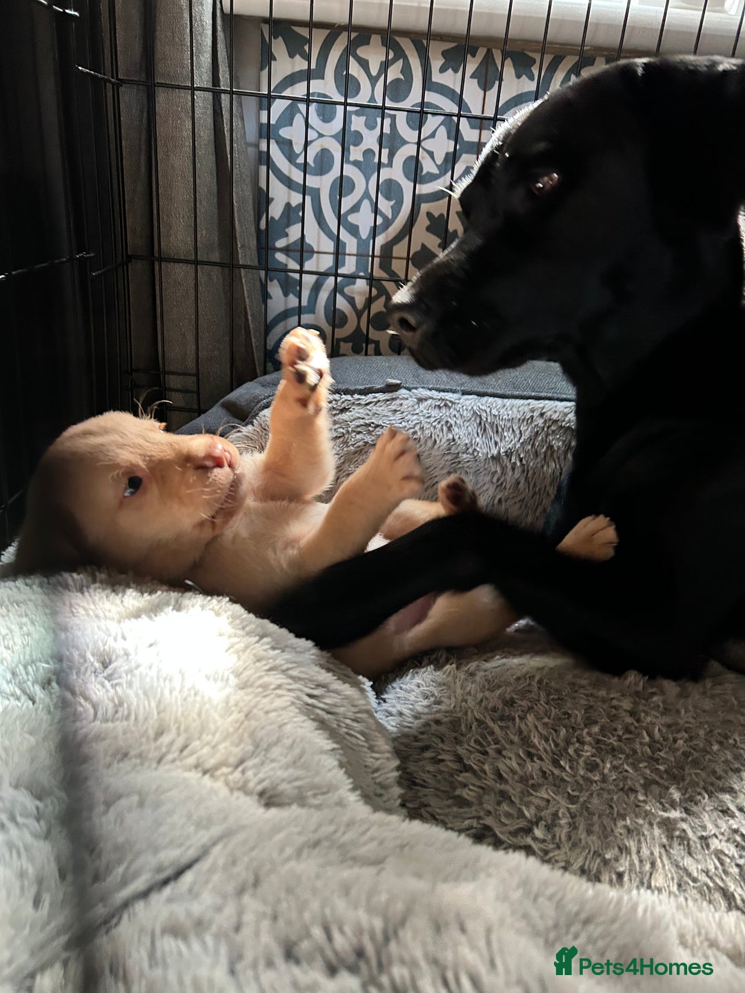Labrador Retriever dogs for sale: Beautiful Labrador puppies 4 coats colour  - Image 19