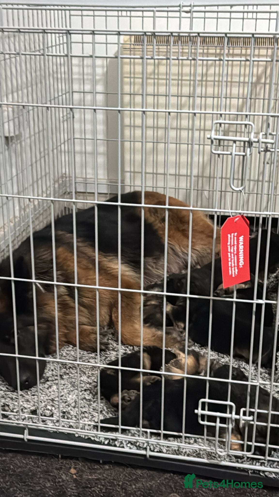 German Shepherd dogs German shepherd puppy - Short Coat, Long Coat - Advert 1