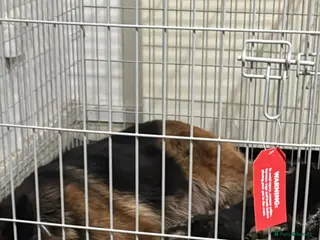 German Shepherd dogs German shepherd puppy - Short Coat, Long Coat - Advert 1