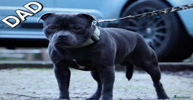 Staffordshire Bull Terrier dogs - Advert 1