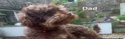 Schnoodle dogs for sale: F1 female Toy Schnoodle ready now  - Advert 4
